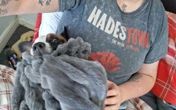 Mixed Breed dogs for sale: Bruno - Needs a New, Loving Home - Image 11