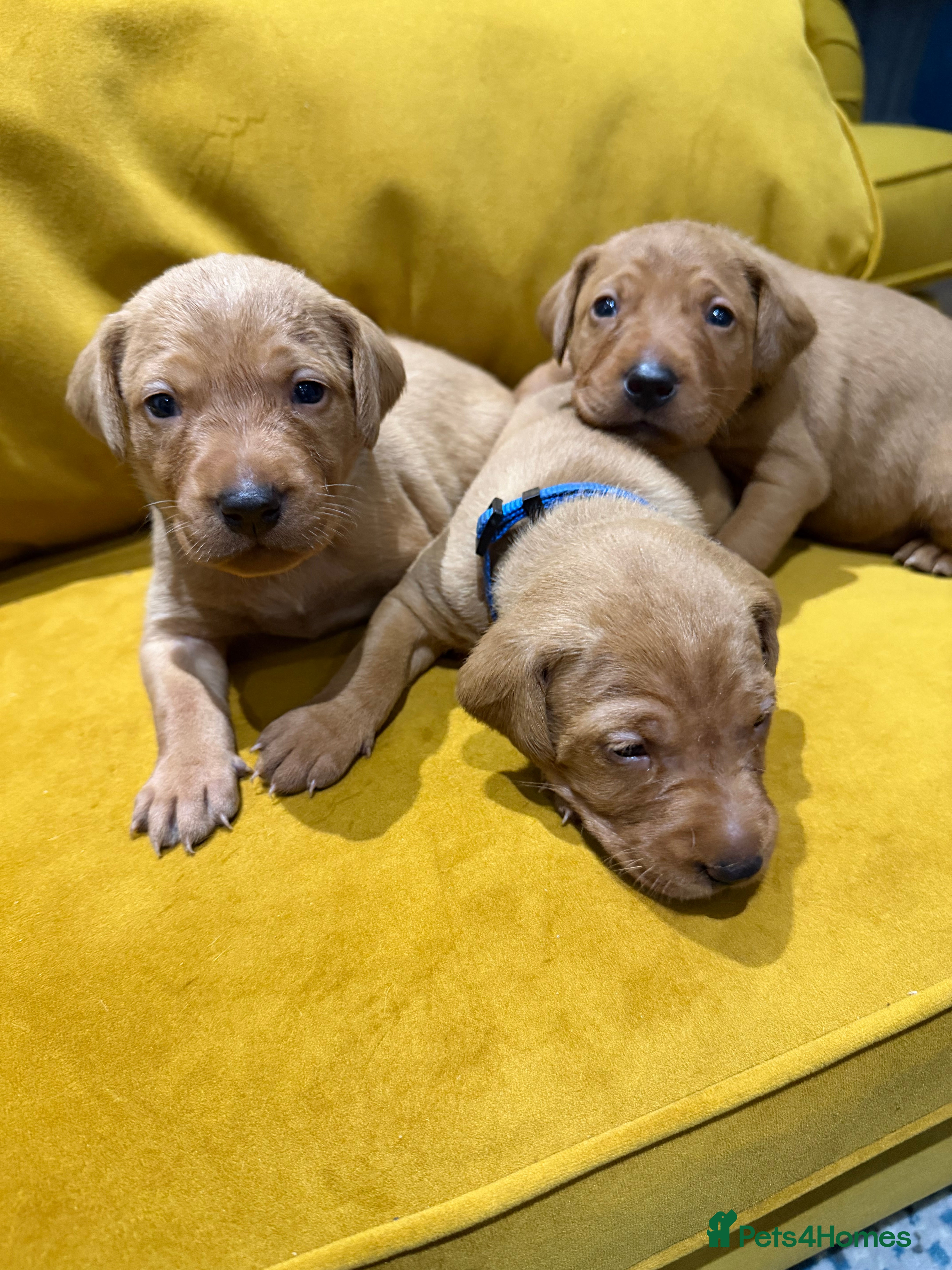 Mixed Breed dogs Vizslador Puppies (Hungarian Vizsla x Fox Red Lab) - Advert 11