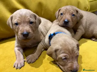 Mixed Breed dogs Vizslador Puppies (Hungarian Vizsla x Fox Red Lab) - Advert 11