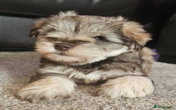 Miniature Schnauzer dogs for stud: KC REG Liver & Tan Miniature Schnauzer Stud - Image 14