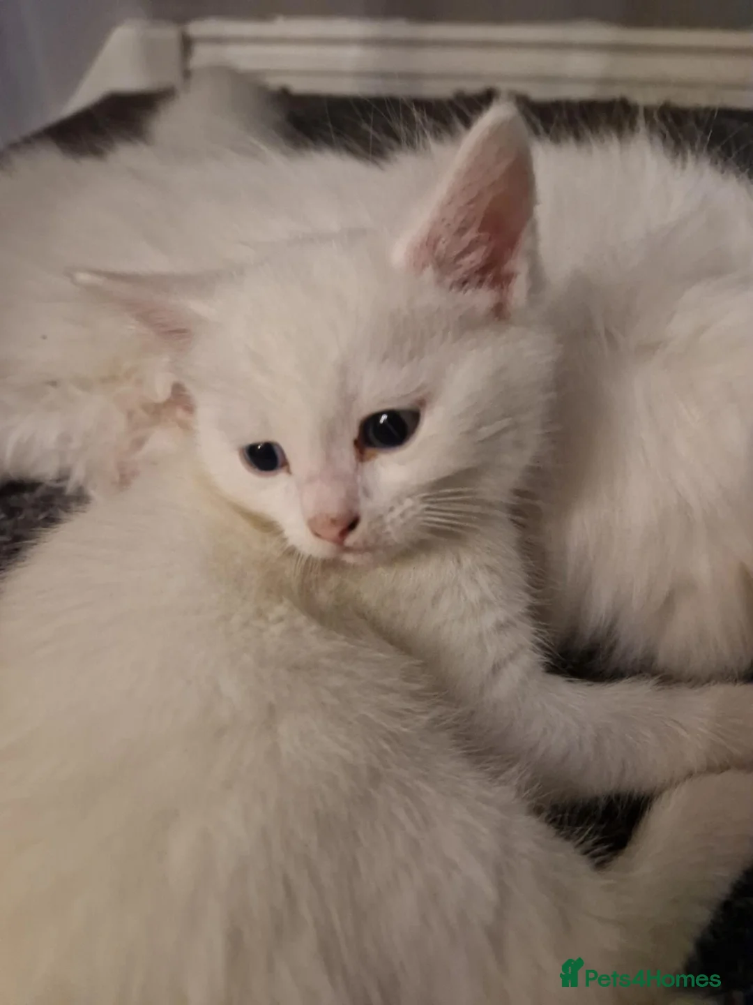 Mixed Breed cats for sale: Kittens in Harlow - Advert 11
