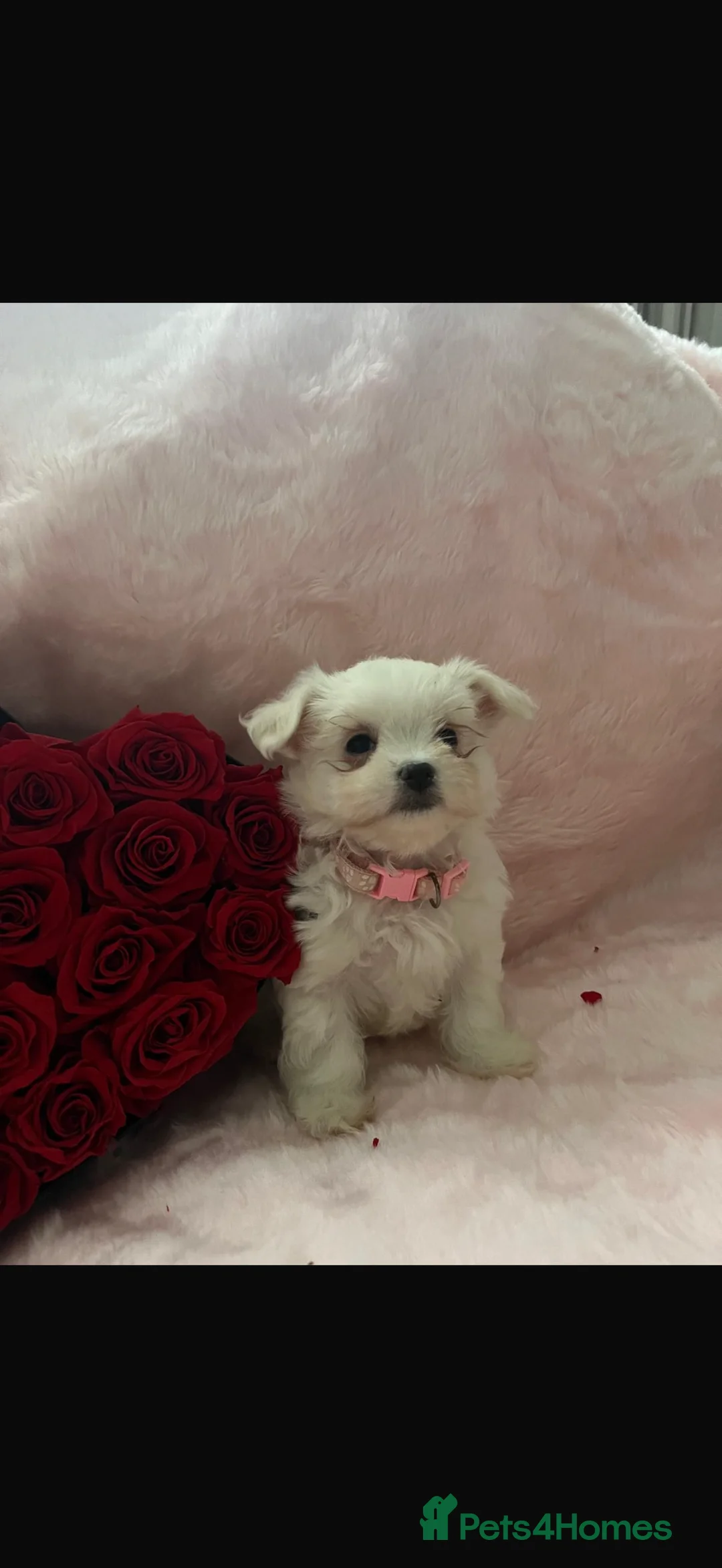 Maltese dogs for sale:  **  Maltese pups  - Advert 5