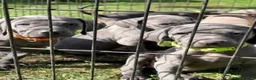 Weimaraner dogs for sale: Kc Weineramer pups  in Ashford - Advert 11