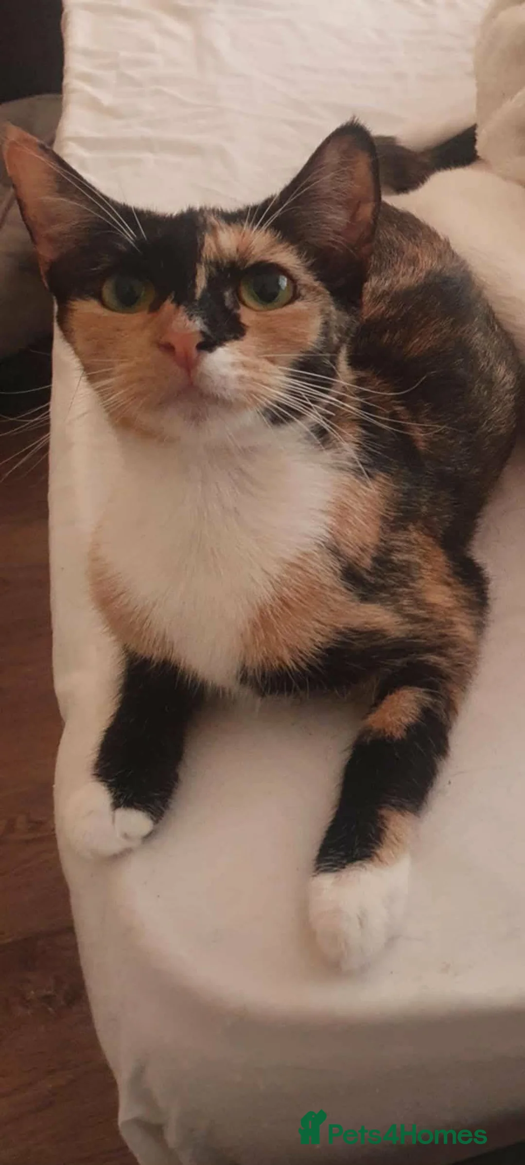 Mixed Breed cats for sale: Litter of 8 kittens , looking for homes. - Advert 9