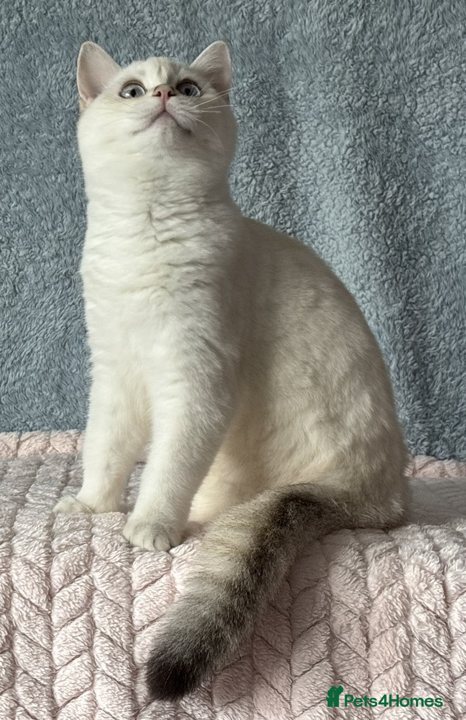 British Shorthair cats TICA Beautiful British Shorthair Kittens - Advert 2