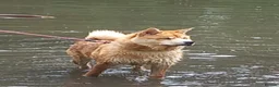Mixed Breed dogs for sale: Chowsky in Horncastle - Advert 16