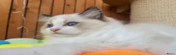Ragdoll cats for sale: A Gentle Ragdoll Companions Awaits - Advert 8