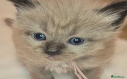 Ragdoll cats for sale: Proven healthy ragdolls 🐾 Sepias & traditionals   - Image 32
