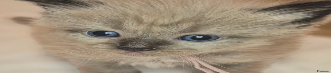 Pink collar SEAL SEPIA