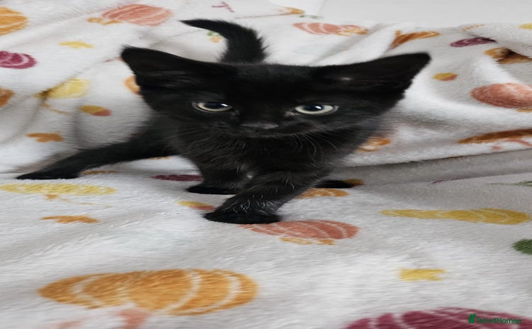 Mixed Breed cats - Advert 15
