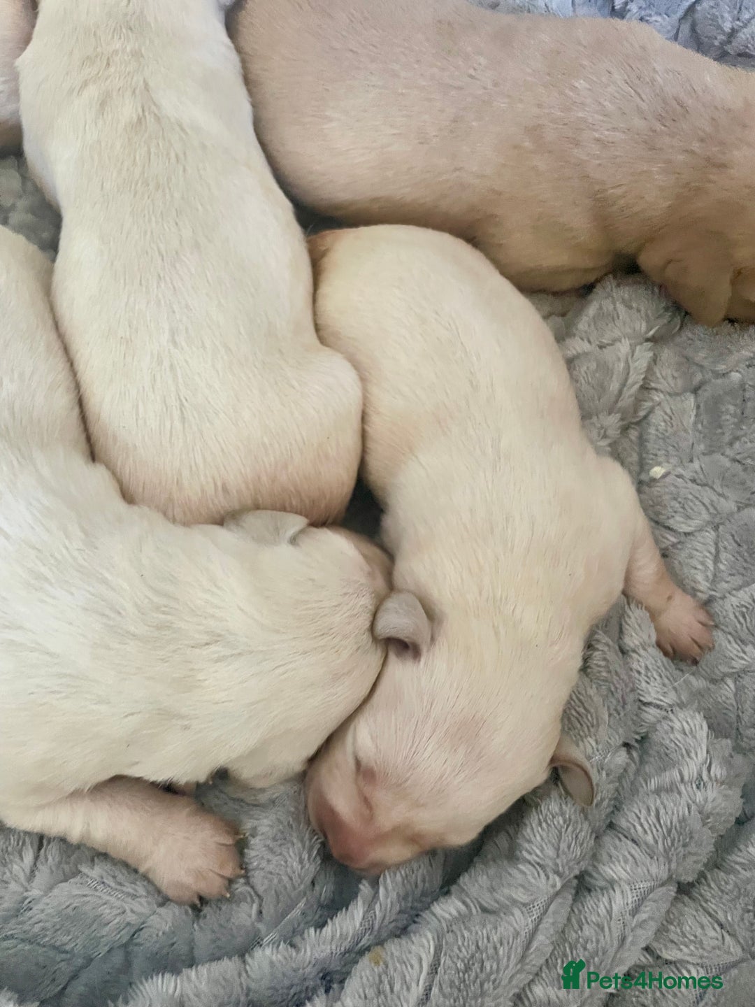 Labrador Retriever dogs for sale: Labrador puppies 5 gen pedigree health tested - Image 8