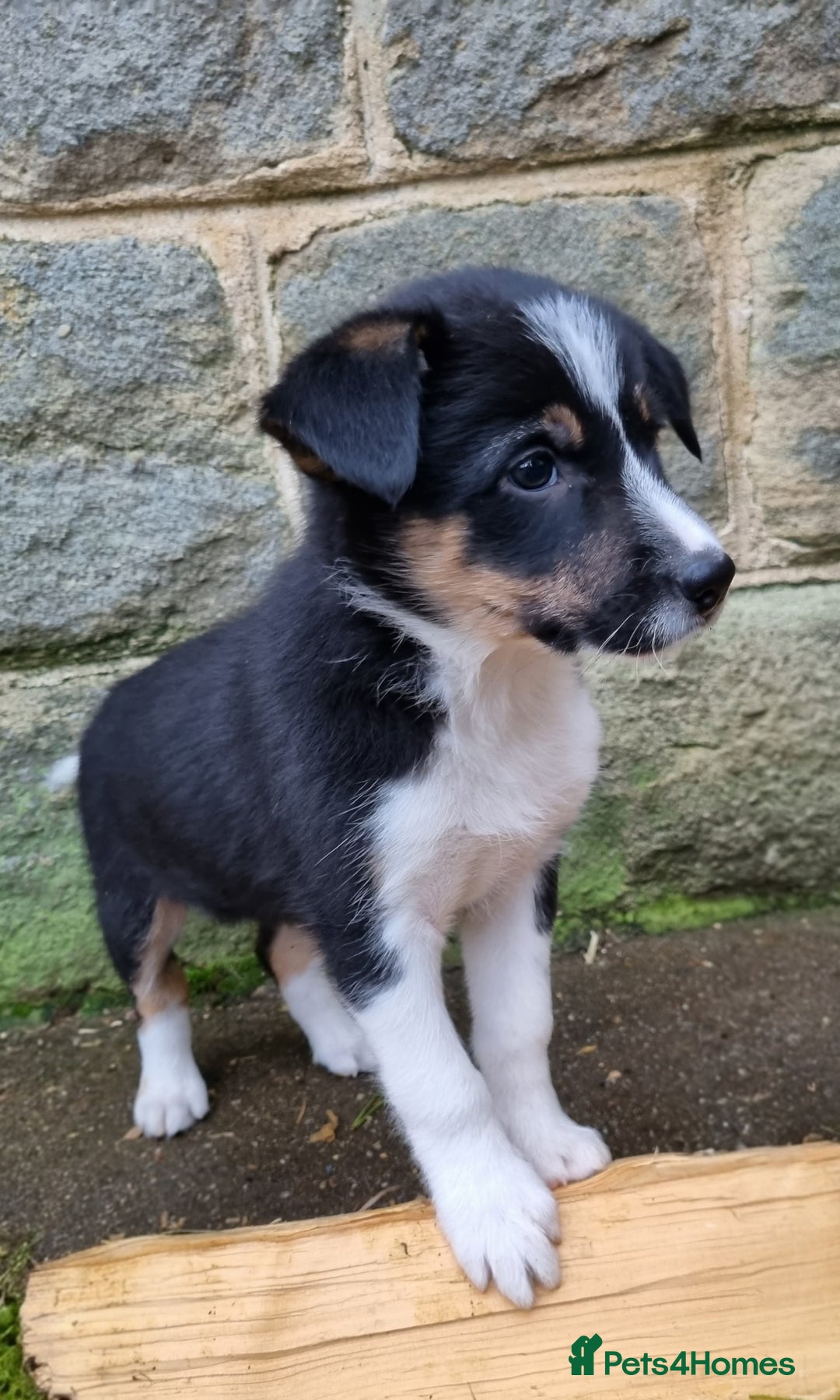Border Collie dogs for sale: 🐾 Border Collie Pups for Sale 🐾 - Advert 3