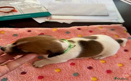 Jack Russell dogs for sale: Quality Smooth Coated Short Legged JRT's - Image 7