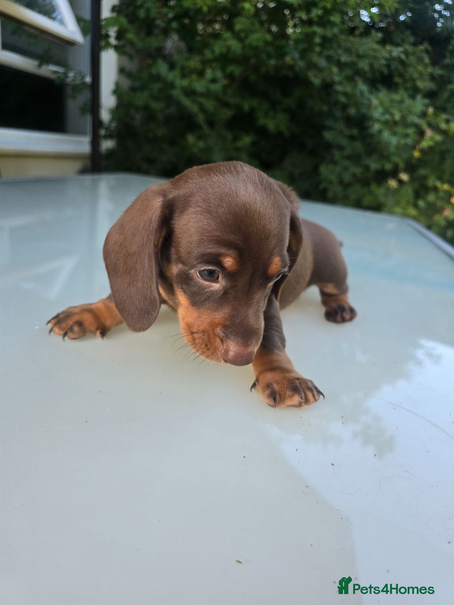 Dachshund dogs Beautiful Standard Dachshund PuppiesReadyNow 🏡❤️  - Advert 2