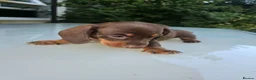 Dachshund dogs for sale: Beautiful Standard Dachshund PuppiesReadyNow 🏡❤️  - Advert 12
