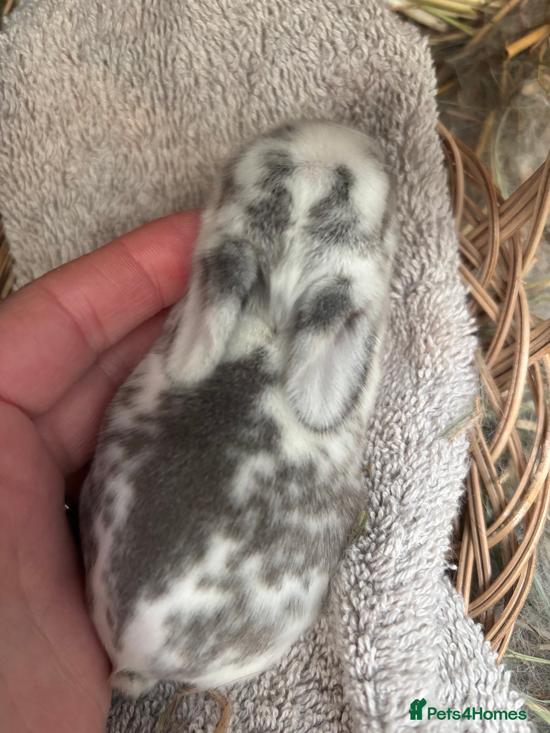 Mini Lop rabbits for sale: Mini Lop Butterfly new born bunnies  - Advert 29