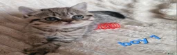 Exotic cats for sale: 4 beautiful exotic x kittens  - Advert 16