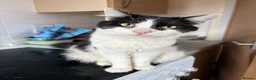 Mixed Breed cats for sale: Beautiful Babies  in Ongar - Advert 3