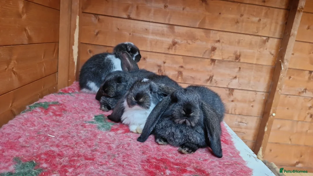 French Lop rabbits for sale: Selling 4 lovely pure French lop kits  - Advert 2