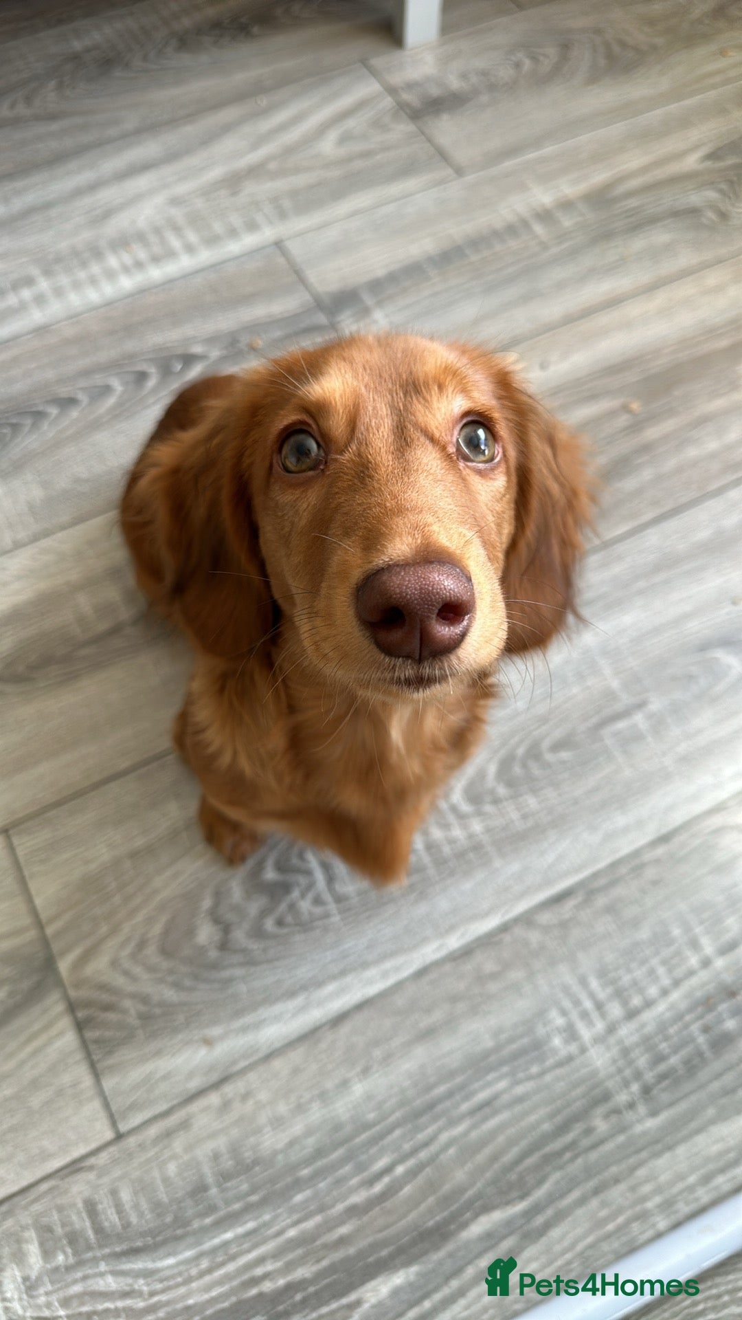 Dachshund dogs Beautiful male Dachshund  - Advert 1