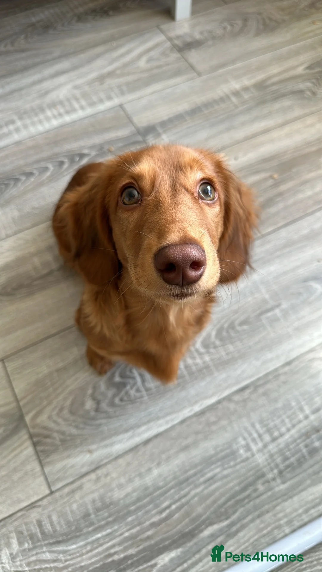 Dachshund dogs for sale: Beautiful male Dachshund  - Advert 1