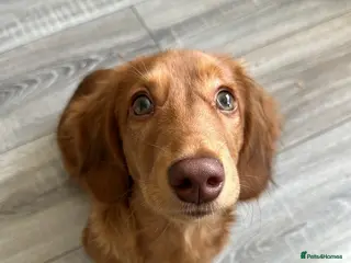 Dachshund dogs Beautiful male Dachshund - Advert 12