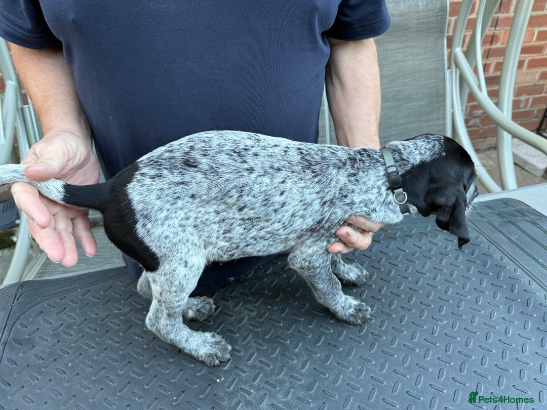 Mixed Breed dogs for sale: German shorthair pointer/wirehairpointer - Image 12