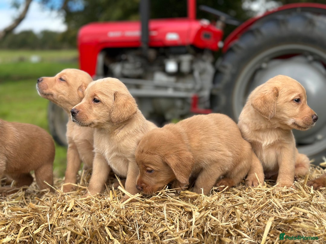 Labrador Retriever dogs for sale: Labrador retriever puppies for sale  - Image 6