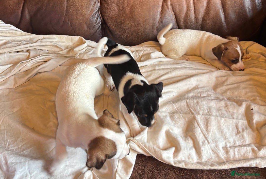 Jack Russell dogs for sale: Jack Russell puppies for sale - Image 12