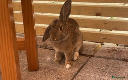Mixed Breed rabbits for sale: Male rabbit for sale  - Image 1