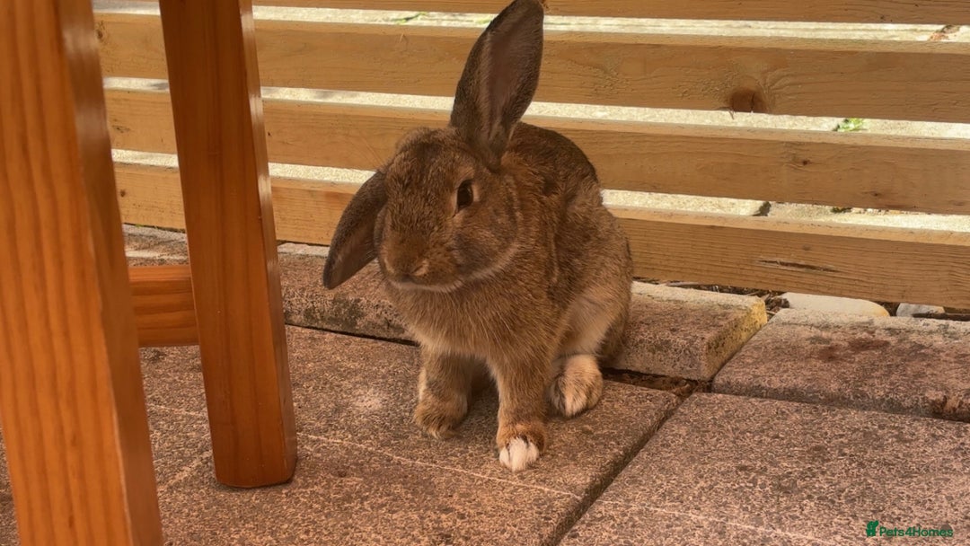 Mixed Breed rabbits for sale: Male rabbit for sale  - Image 1