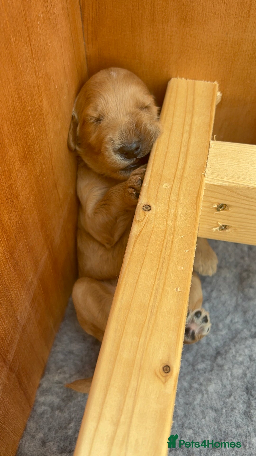 Goldendoodle dogs for sale: Stunning F2B Goldendoodles - Image 29