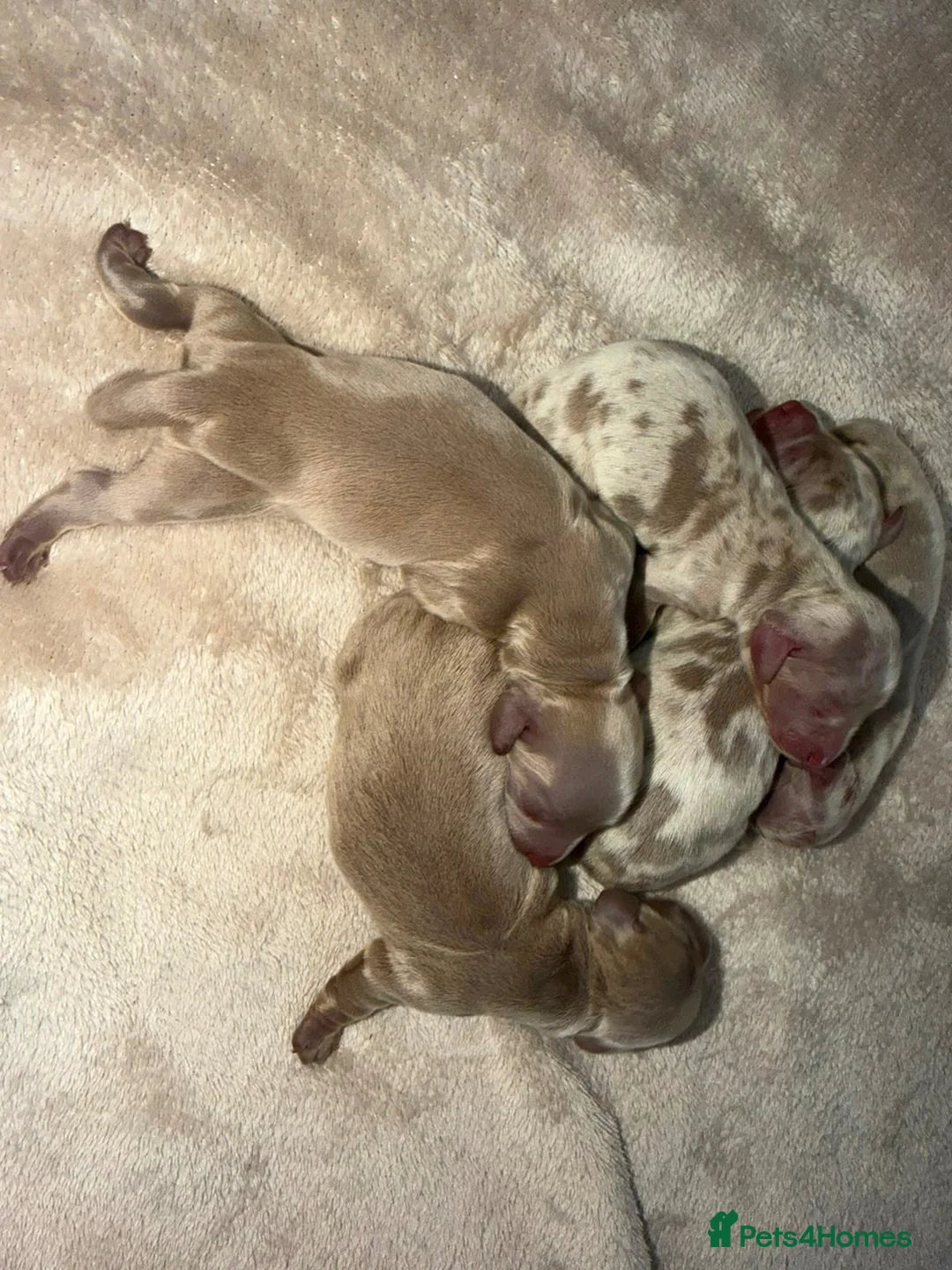 Miniature Dachshund dogs for sale: Miniature dachshund Puppies - Advert 2