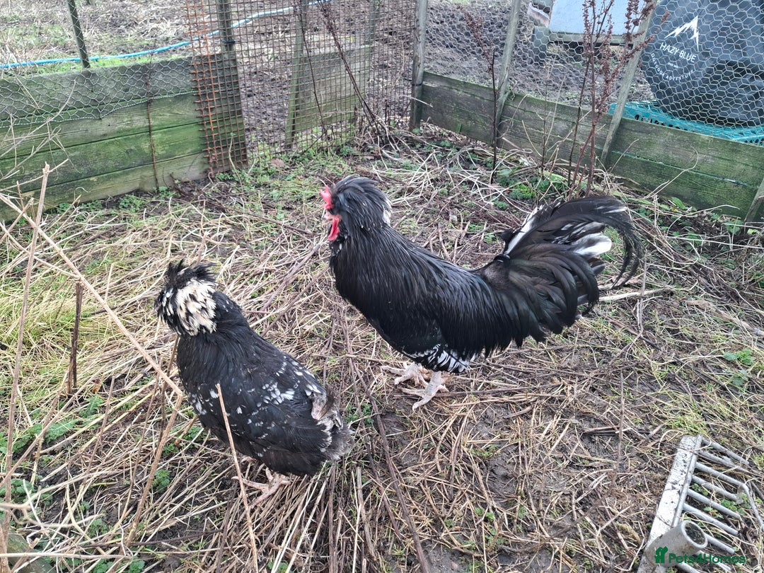Chickens poultry for sale: 2 pairs of mottel Houdans - Advert 3