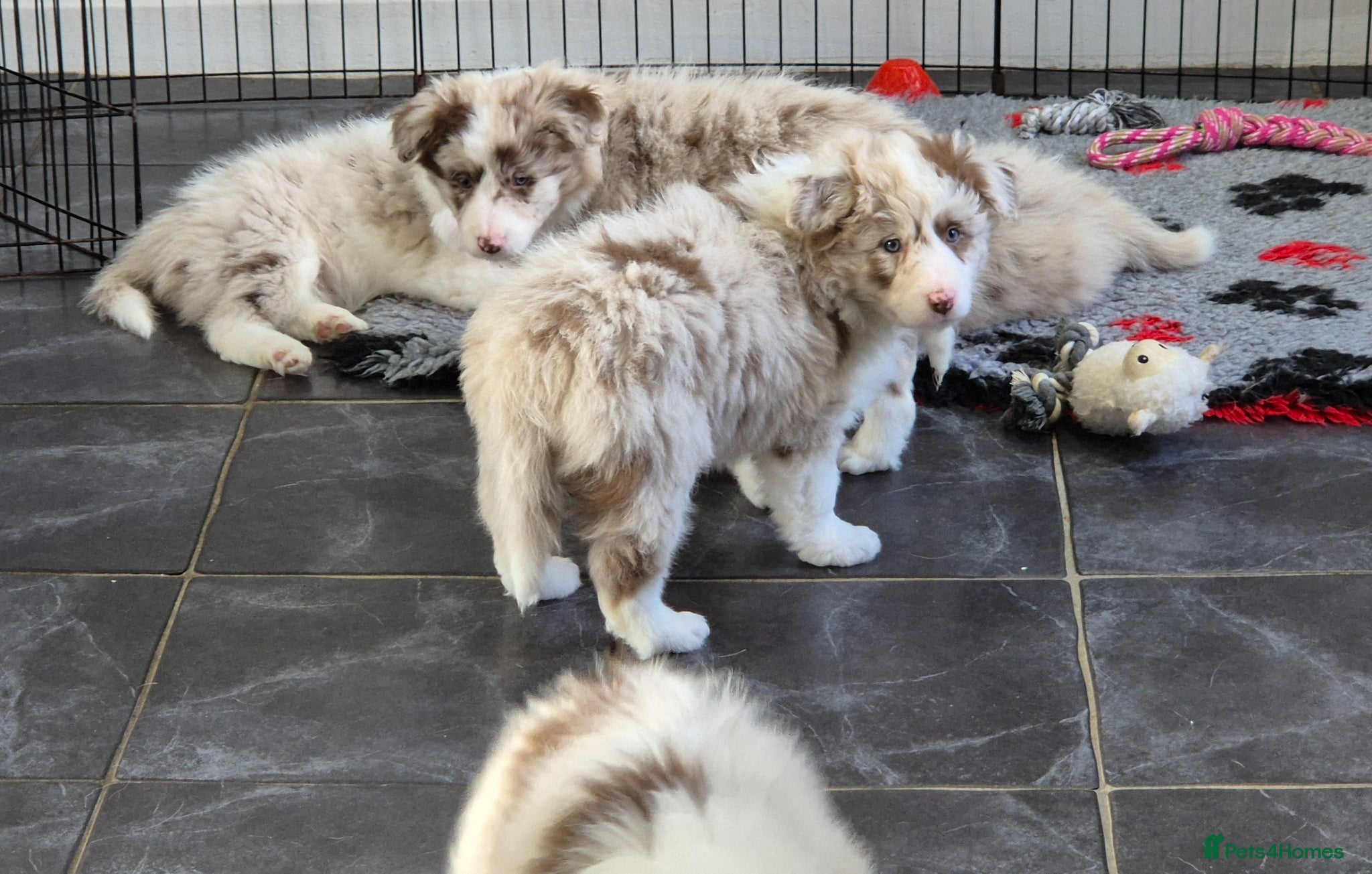 Border Collie dogs One outstanding merle girl available  - Advert 16