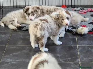 Border Collie dogs One outstanding merle girl available - Advert 16