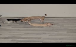 Mixed Breed dogs for sale: French chihuahuas for sale  - Image 10