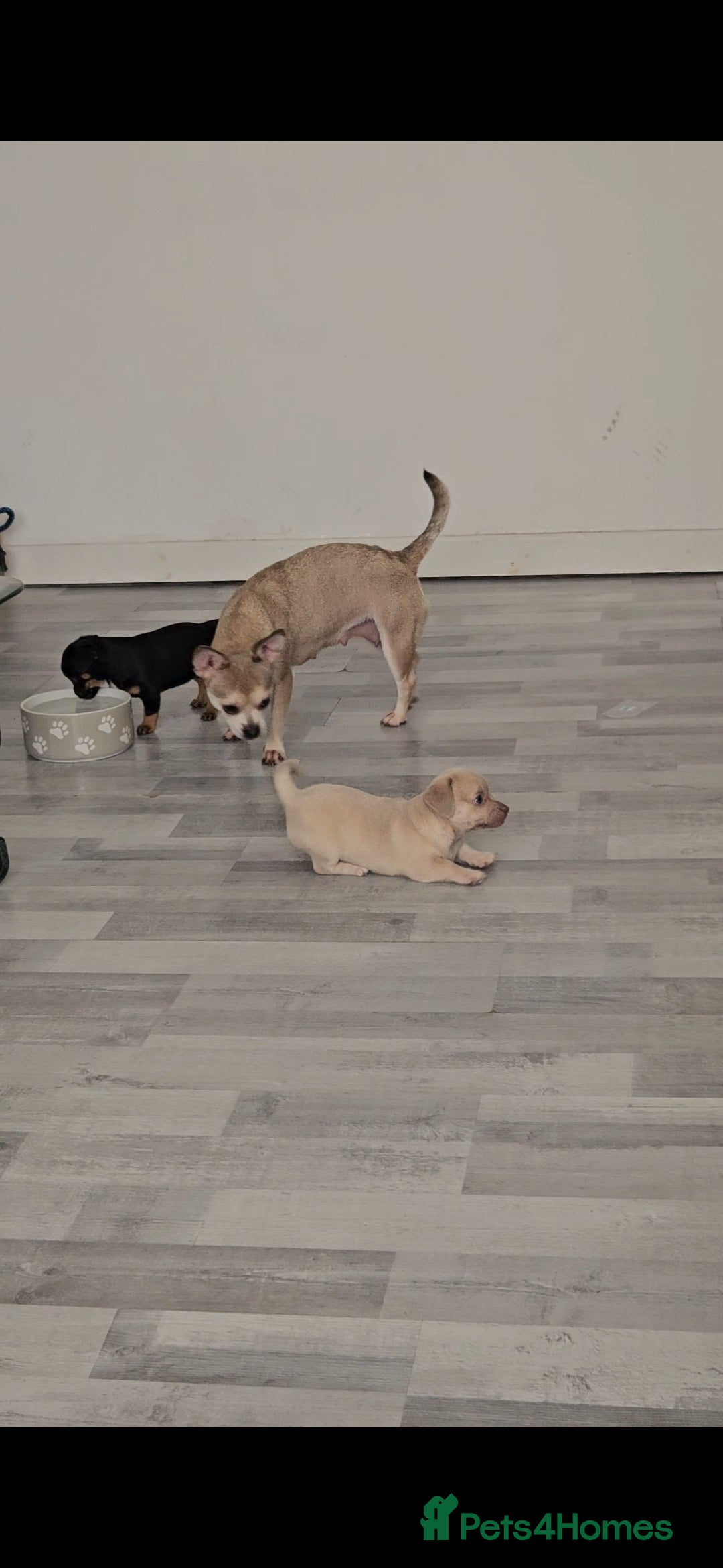 Mixed Breed dogs for sale: French chihuahuas for sale  - Image 10