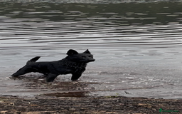 German Shepherd dogs for stud: 4-Year-Old Czech Shepherd- Proven Stud (Sheffield) - Image 7
