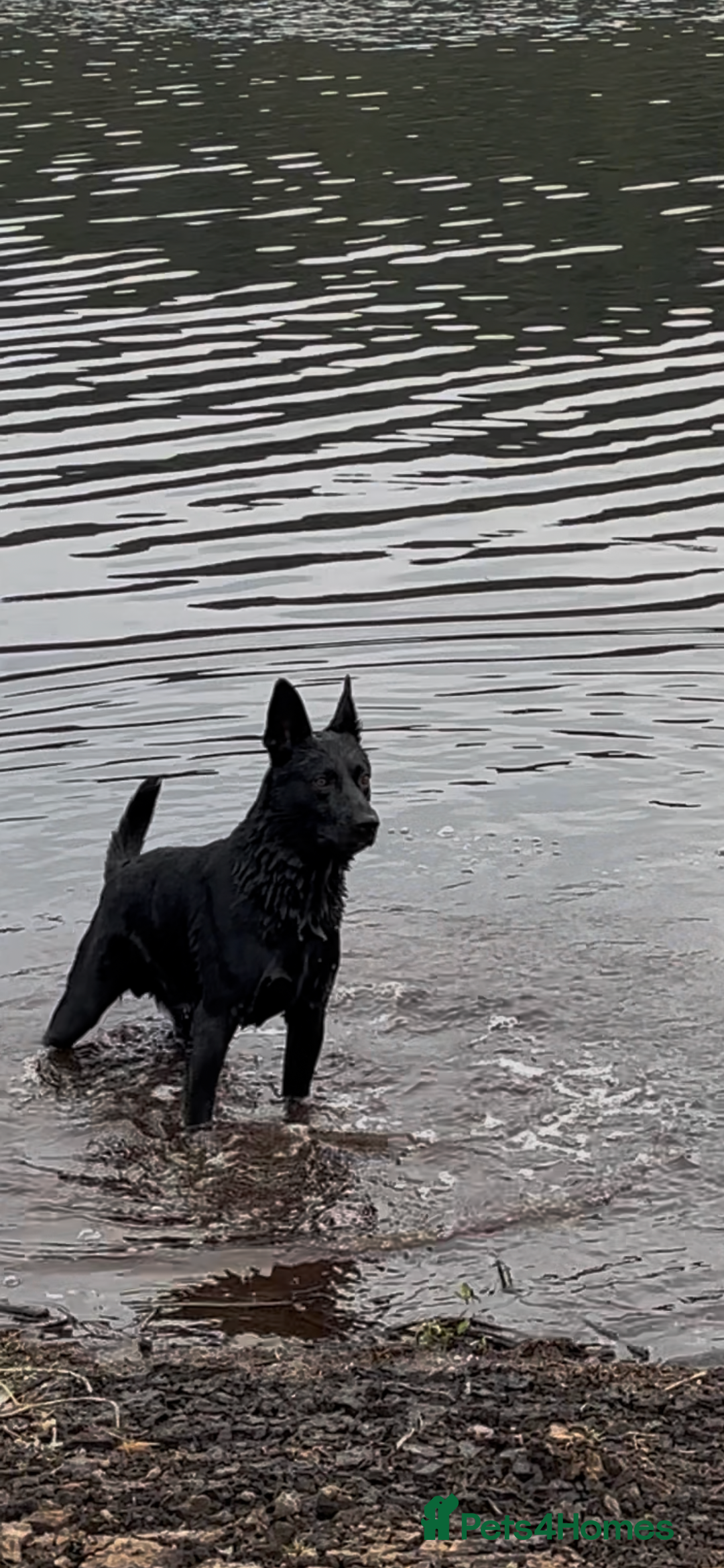German Shepherd dogs for stud: 4-Year-Old Czech Shepherd- Proven Stud (Sheffield) - Image 7