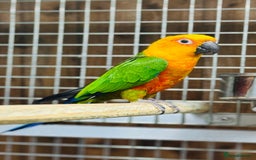 Conures birds for sale: Jandaya conure  - Advert 6