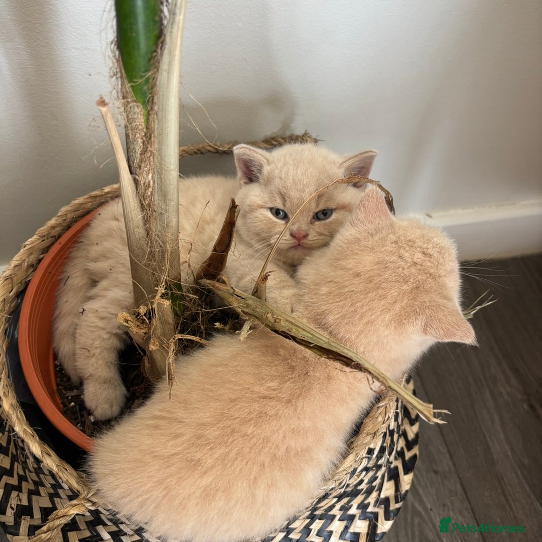 British Shorthair cats for sale: 🏆 BLOODLINE.. BEAUTIFUL CREAM BSH KITTENS - Image 8