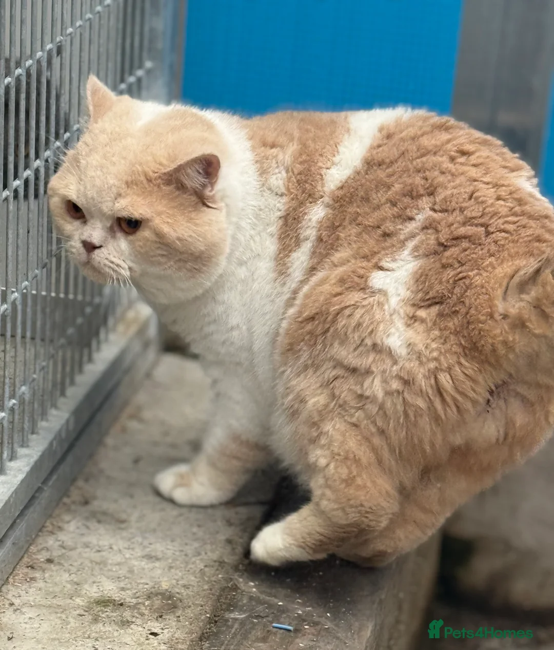 British Shorthair cats for stud: Russian import cream bi - Advert 3