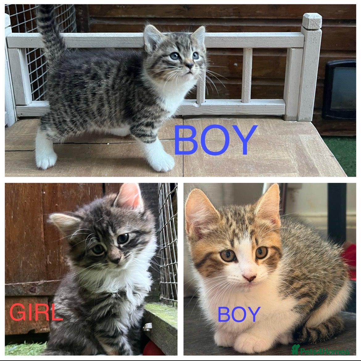 Mixed Breed cats 2 Left - Mixed Breed Pedigree Cross Kittens M/F - Advert 1
