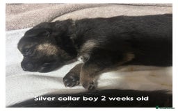 German Shepherd dogs for sale: German shepherd puppies  - Image 15