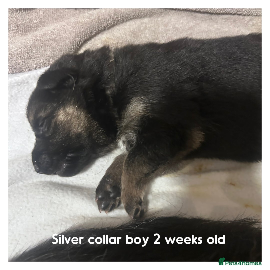 German Shepherd dogs for sale: German shepherd puppies  - Image 15