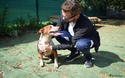 Ibizan Hound dogs for adoption: Fly   - Image 3