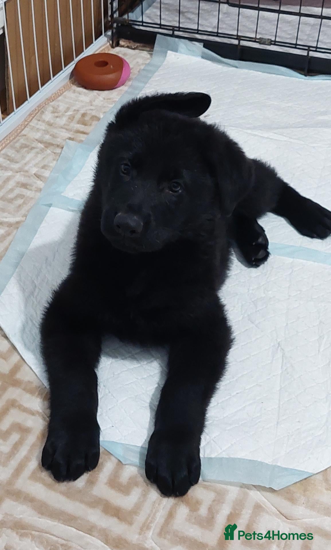 German Shepherd dogs **KC REGISTER GERMAN SHEPHERD PUPPIES 🐶  - Advert 2