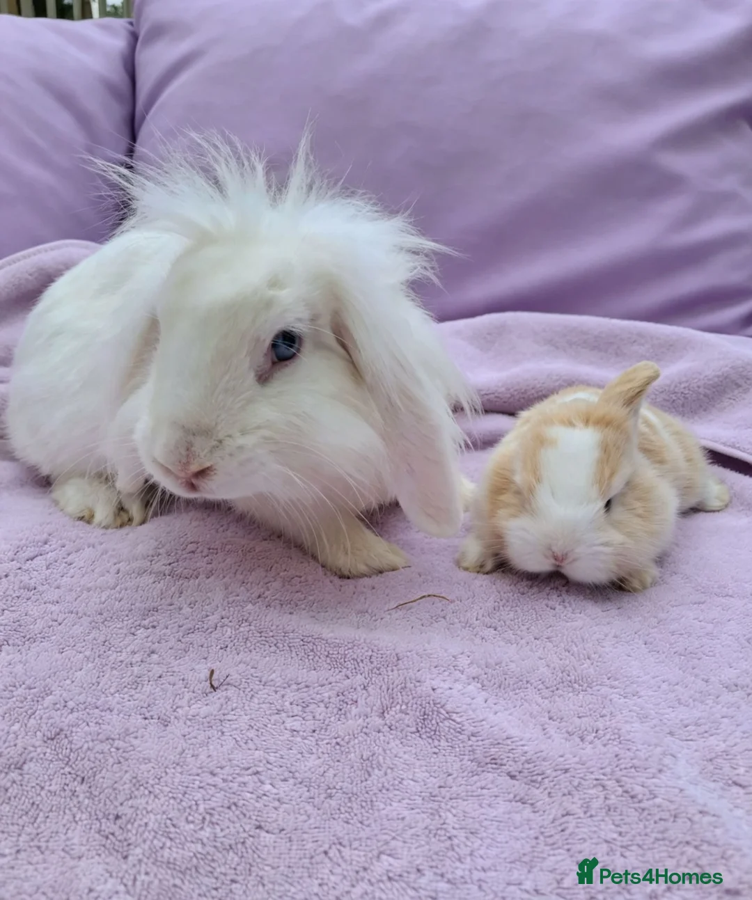 Mini Lion Lop rabbits for sale: Mum and daughter mini lion lops - Advert 5