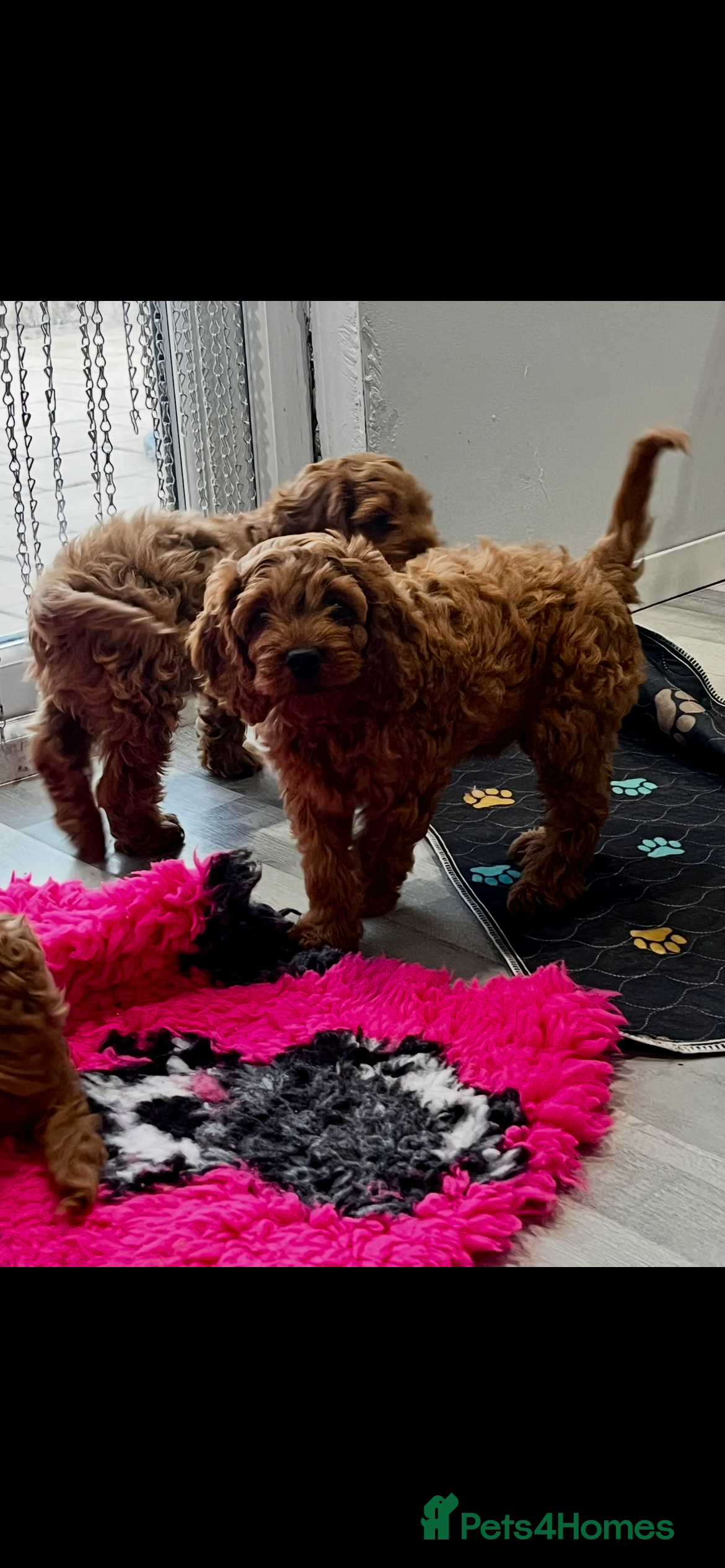 Cockapoo dogs *** HEALTH TESTED AMERICAN COCKAPOOS ** - Advert 2